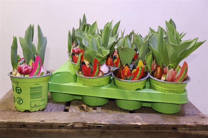 <h4>Tul Gem 4 Kleuren</h4>