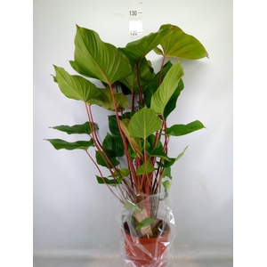 Homalomena rubescens 'Maggy'