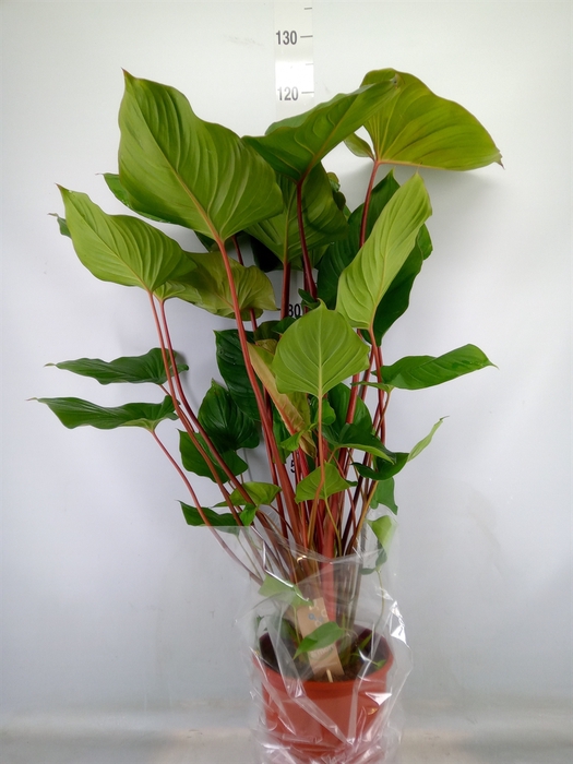 <h4>Homalomena rubescens 'Maggy'</h4>