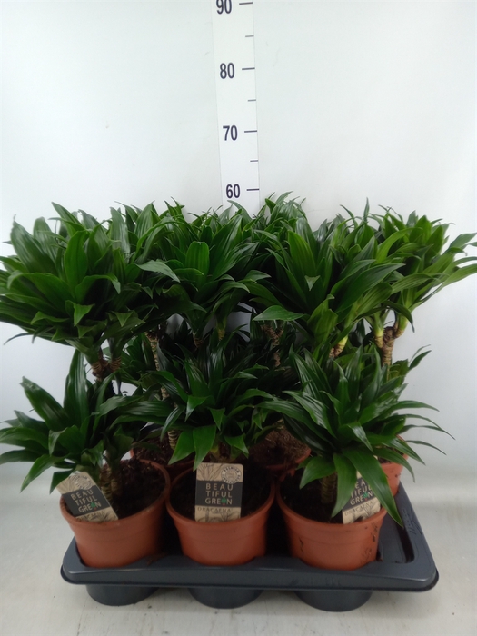 <h4>Dracaena frag. 'Compacta'</h4>