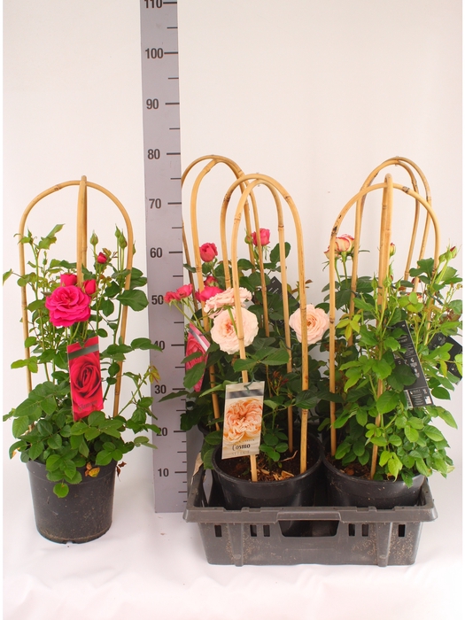 <h4>ROSA FL SELECT GEM</h4>