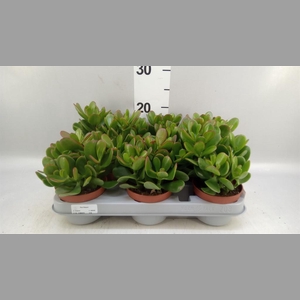 Crassula ovata