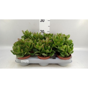 Crassula ovata