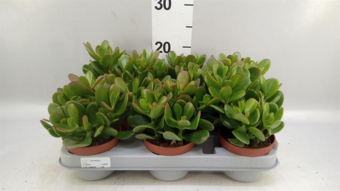 <h4>Crassula ovata</h4>