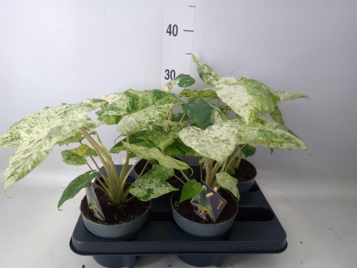 <h4>Alocasia   ...</h4>