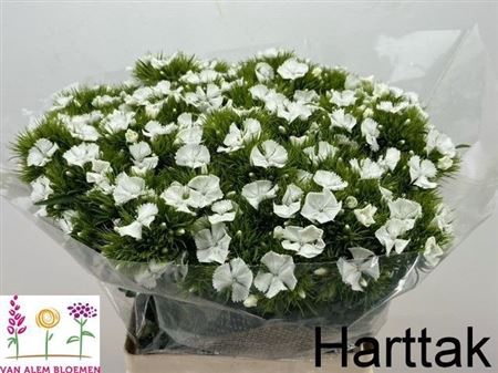 <h4>Di Barb S Will White</h4>