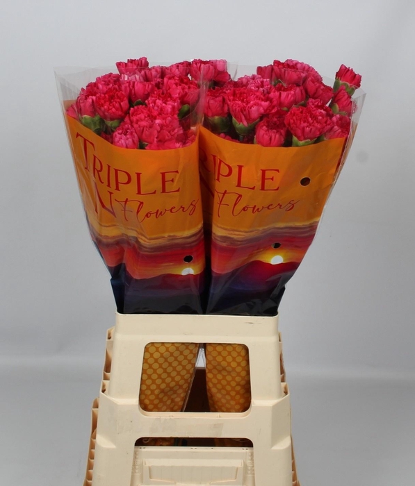 <h4>DI ST BIZET</h4>