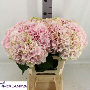 HYDRANGEA  'VERENA'