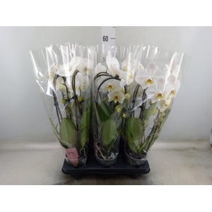 Phalaenopsis  'Elegant Cascade'