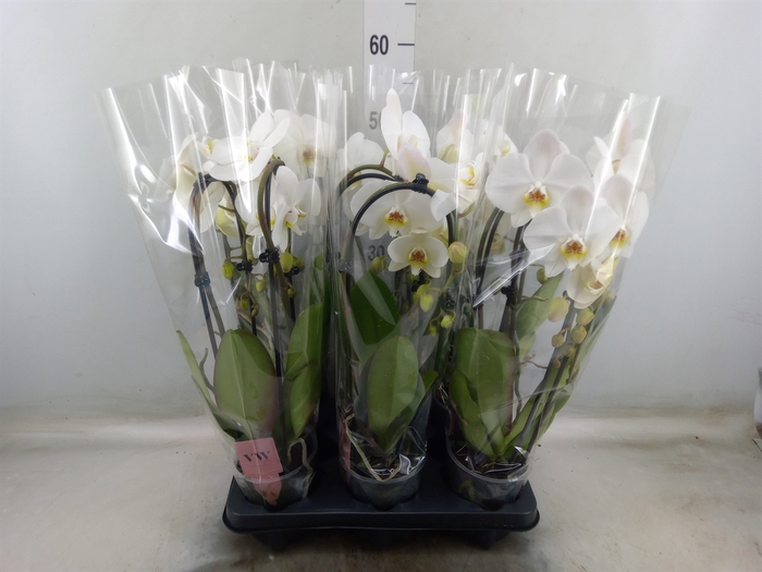 <h4>Phalaenopsis  'Elegant Cascade'</h4>