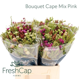 Bouquet Cape Mix Pink