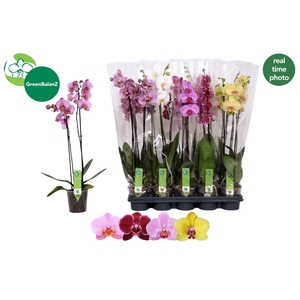 PHAL GEM 4 KL