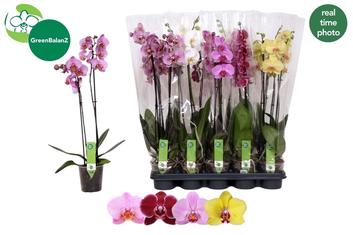 <h4>PHAL GEM 4 KL</h4>