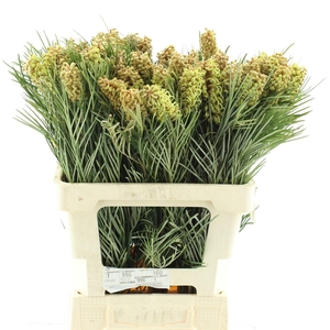 Grev Spiderman