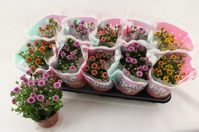 <h4>CHRYS JELLYFI GEM</h4>