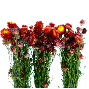 Dried Helichrysum Orange