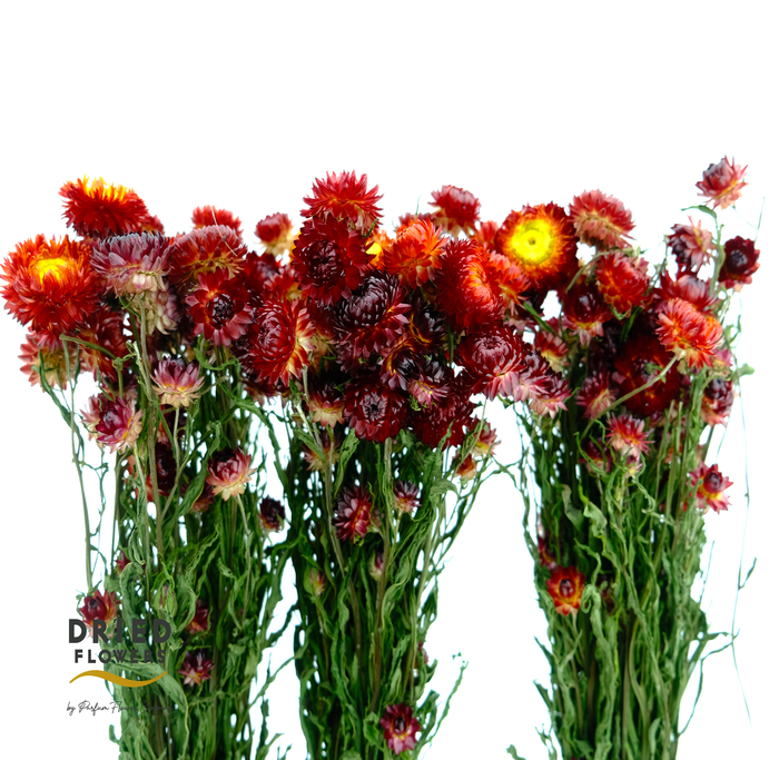 <h4>Dried Helichrysum Orange</h4>