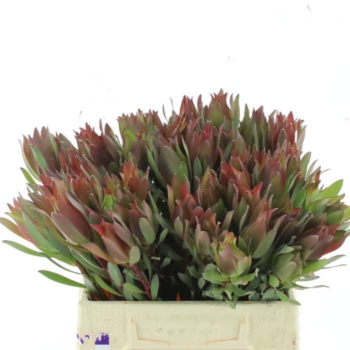 <h4>Leucad High Light</h4>