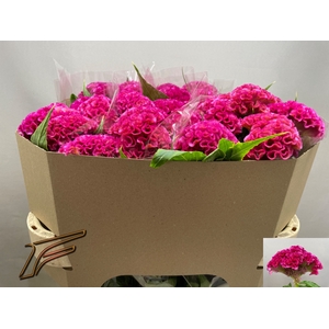 CEL C ROSE DELIGHT