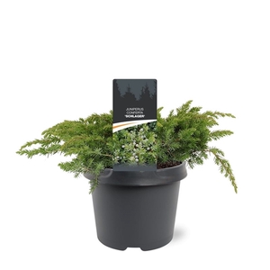 Juniperus conferta 'Schlager' 30-40 C3