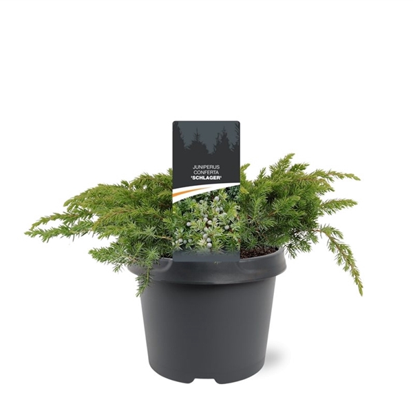 <h4>Juniperus conferta 'Schlager' 30-40 C3</h4>