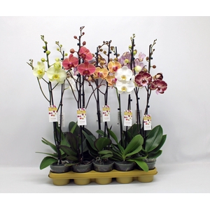 Gemengd 1-tak 70cm (GROEN)