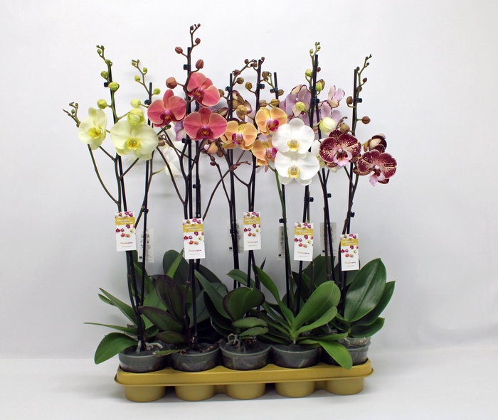 <h4>Gemengd 1-tak 70cm (GROEN)</h4>