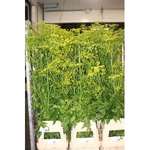 Angelica Gigas Yellow 170cm Supers
