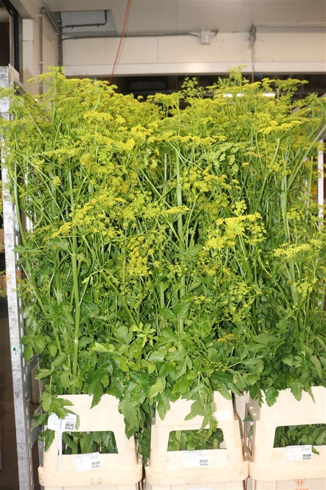 Angelica Gigas Yellow 170cm Supers