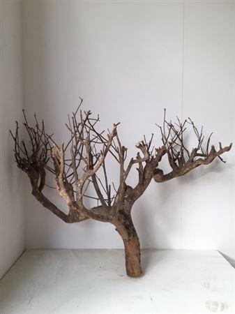 Branch Teabush L120H80