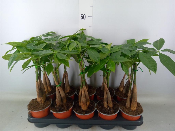 <h4>Pachira aquatica</h4>