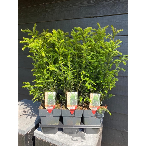 <h4>Taxus media 'Groenland' P17</h4>