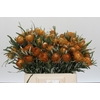 Banksia Dryandra