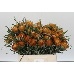 Banksia Dryandra