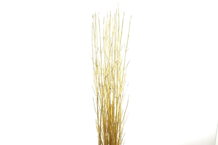 <h4>Cornus Klb Gold</h4>