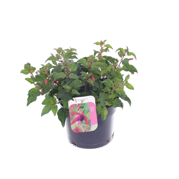 <h4>Fuchsia Beacon</h4>
