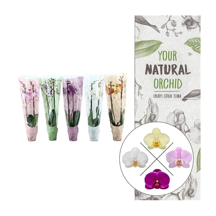 <h4>Color Collection | Ton Sur Ton Mix | Phalaenopsis 2 spike</h4>