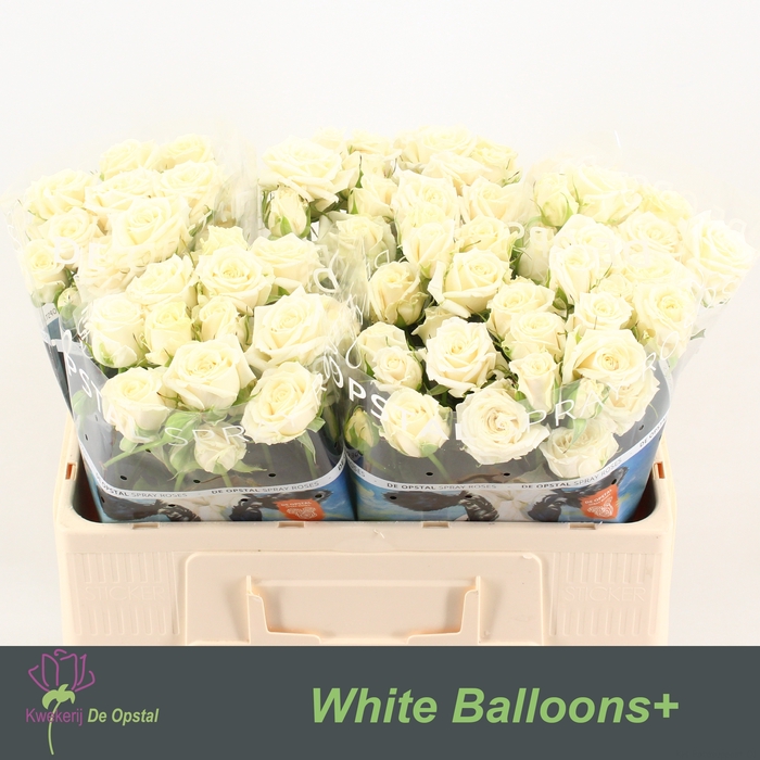 <h4>R Tr White Balloons Opstal</h4>