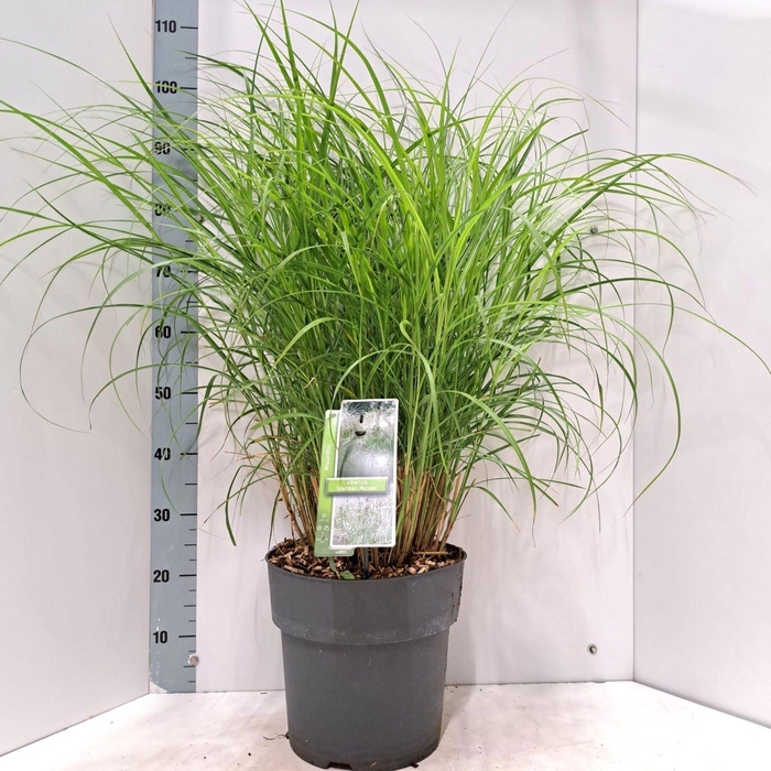 <h4>Miscanthus sinensis</h4>