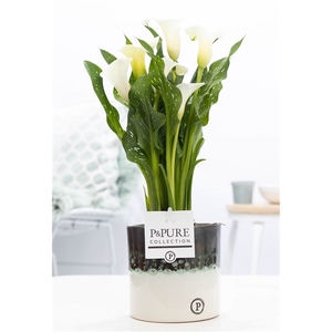 Zantedeschia white in P&PURE Illusion cer. perfectly imperfectab