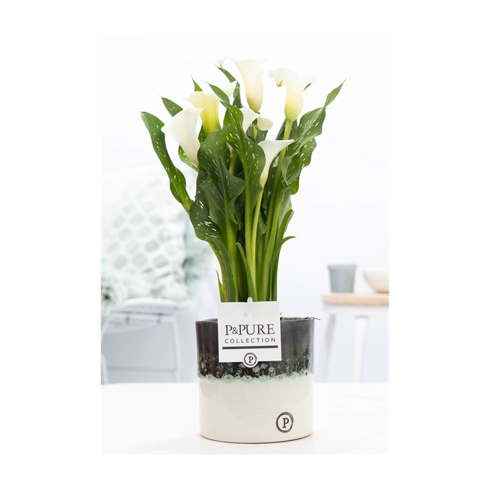 <h4>Zantedeschia white in P&PURE Illusion cer. perfectly imperfectab</h4>