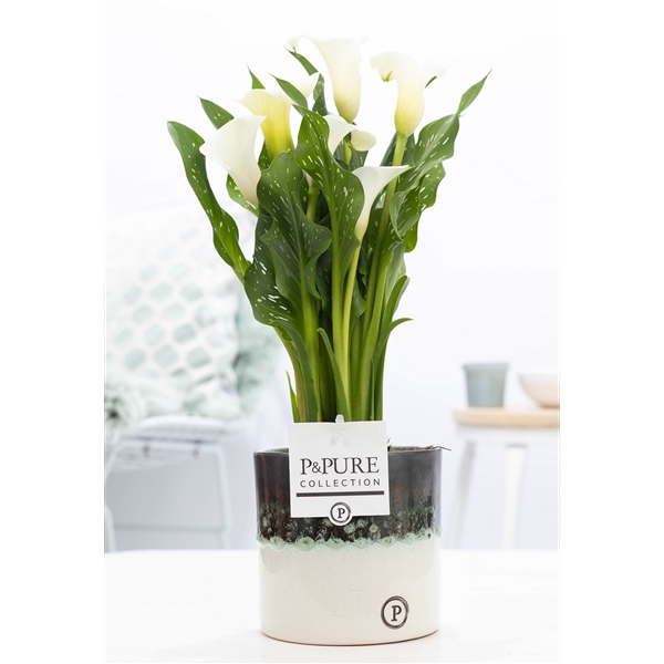 Zantedeschia white in P&PURE Illusion cer. perfectly imperfectab