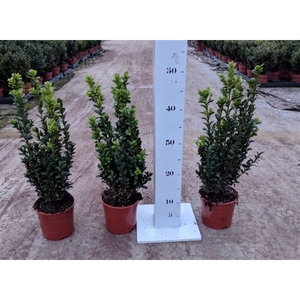 Buxus sempervirens 30-40cm struik p13