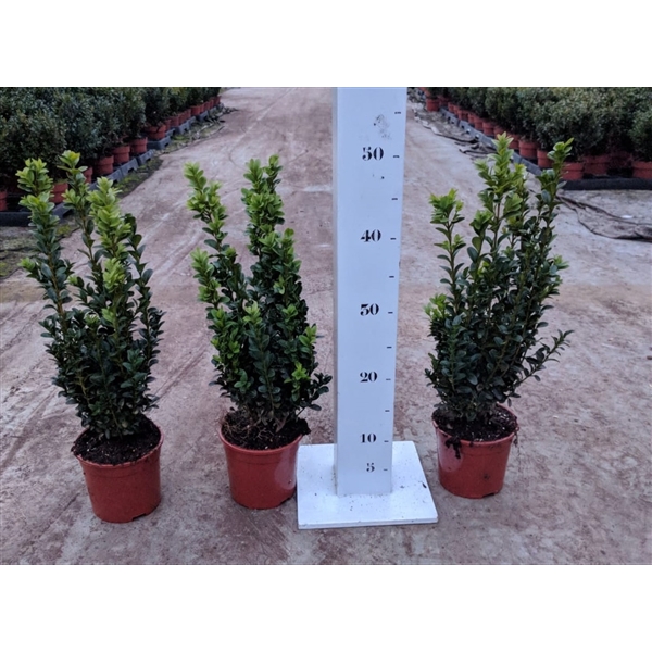 <h4>Buxus sempervirens 30-40cm struik p13</h4>