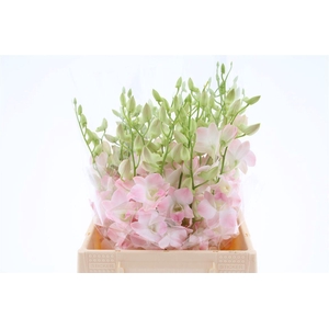 Dendro Cinta Sweet Sg