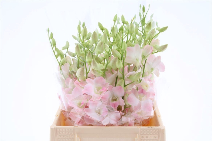 <h4>Dendro Cinta Sweet Sg</h4>