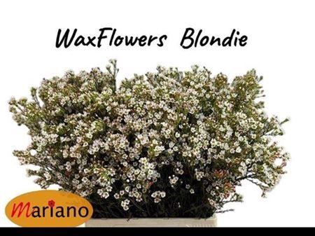 <h4>CHAME BLONDIE</h4>