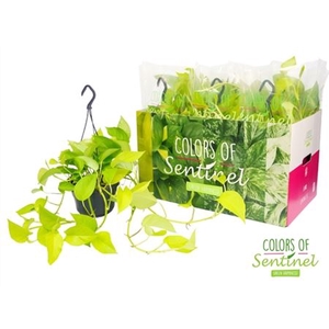 Epipremnum Golden Pothos Hang