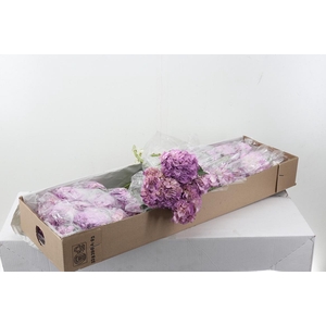 Hydr Pastel Pink Box