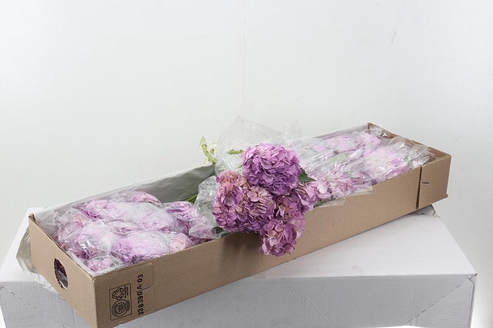 <h4>Hydr Pastel Pink Box</h4>